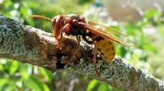 Hornet